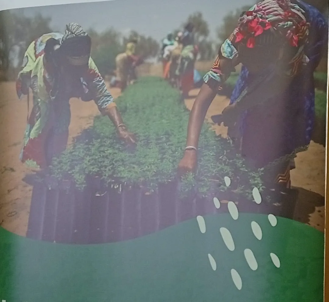 Climat au Cameroun : Coup d'accélérateur pour la résilience du Grand-Nord